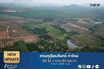 ที่ดินสวนทุเรียนท่าใหม่